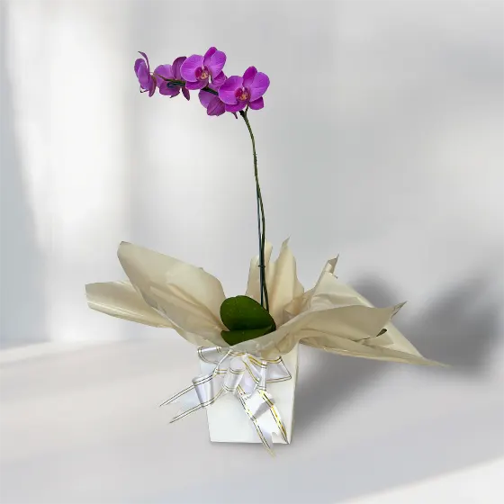 Arranjo de Orquídea